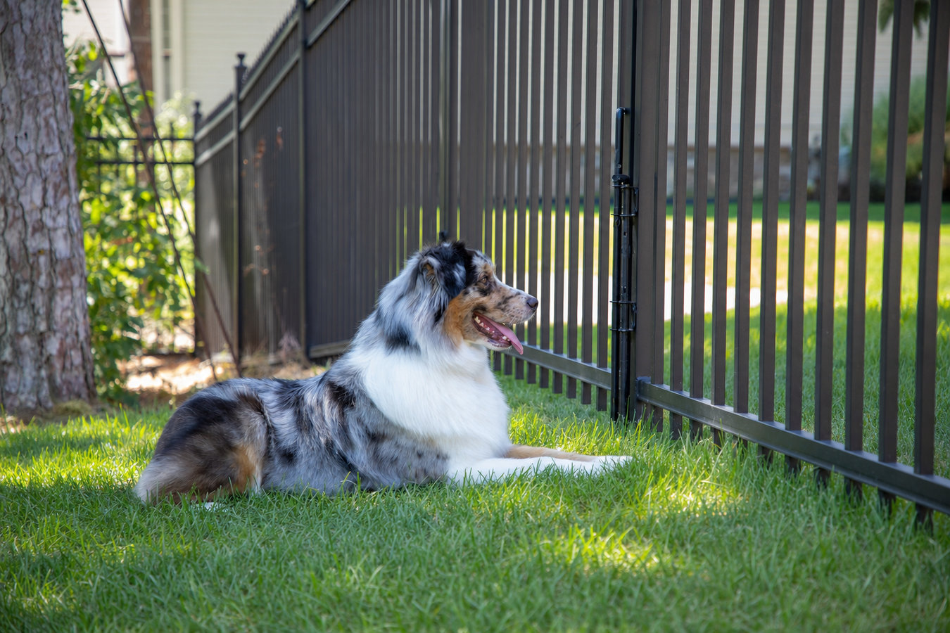 Pet and dog fencing